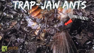 My TRAP-JAW ANTS vs ROACH