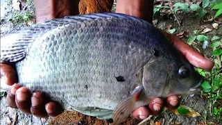 Net Fishing।Cast net to catch Tilapia।Amazing boy catching fish by cast net in Pond (part-79)