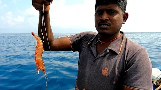 Diamond Trevally Fish Caught Using Live Prawns