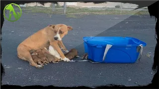 Mama Abandoned In a Parking Lot With 9 Newborn Puppies, Gets Another Chance In Life