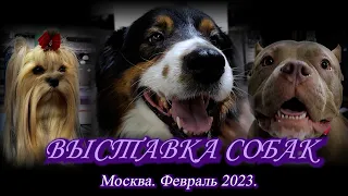 Москва. Февраль 2023. ТЦ "Шелковый путь" (Чайна Таун). Выставка собак.