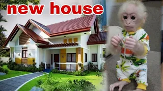 So Happy, Mom makes a new house for baby monkey Kiti from cardboard