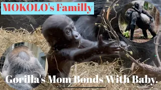MOKOLO’s Family Gorillas Mom Bonds with Baby.