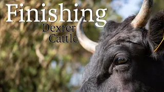 Finishing - Preparing Dexter Cattle for Slaughter