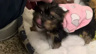 Playing with small yorkie pup