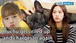 Huchu gets riled up and charges in again 🐕‍🦺 [Dogs are incredible : EP.146-2] | KBS WORLD TV 221101