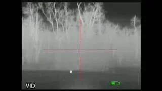 Hog hunting, pig's head shot | ATN Thermal Rifle Scope