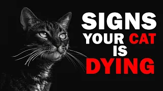 Is It Time To Say Goodbye With Your Cat? Signs Your Pet Cat Is Dying