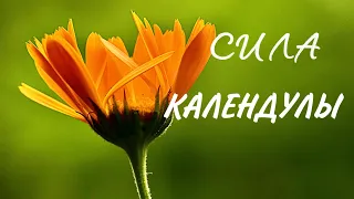 ЧТО лечит КАЛЕНДУЛА? Лечебные СВОЙСТВА календулы и противопоказания #календула #календулалечебная