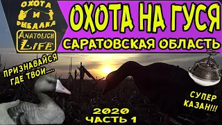 Охота на гуся 2020 (часть 1) Саратовская область