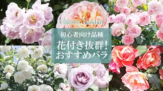 【おすすめバラ】花付き抜群！丈夫で育てやすく美しい木立バラとシュラブローズをご紹介