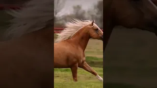 Jump around 😆 #horse #cool #fun #horselover #pretty #cute #palomino