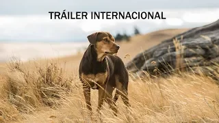 Mis Huellas a Casa - Tráiler Internacional