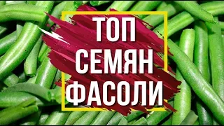 Лучшие Сорта Спаржевой Фасоли 🌱 Семена Фасоли ✔️ Советы от Garden zoo