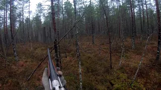 Охота с лайками на лося.  Moose hunting with laika