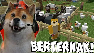 OBIT MEMBUAT PETERNAKAN DEKAT RUMAH! - Minecraft Survival #3