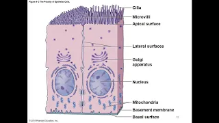 Chapter 4 The Tissue Level of Organization