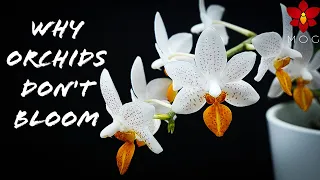 7 Reasons Why Your Orchid doesn't Bloom! | Orchid Care for Beginners