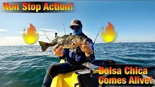 Epic Day Kayak Fishing off Bolsa Chica State Beach | Non-Stop Action