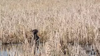 Молодая собака BASSI знакомится с утками. Работа по болотной дичи. vom WEISSE KIRCHE