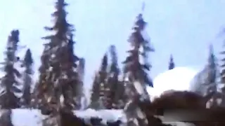 Yeti Capturado en video arrancando árboles en Siberia-Rusia. Yeti Ruso escondido arranca arbol, huye