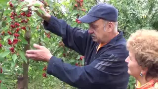 Самые урожайные черешни.  Сорта черешни для Средней полосы.