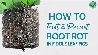 How to Treat and Prevent Root Rot in Fiddle Leaf Fig Plants | Fiddle Leaf Fig Plant Resource Center