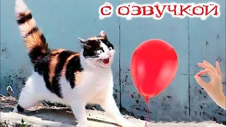 ПРИКОЛЫ С КОТАМИ! С ОЗВУЧКОЙ - Смешные Коты - СМЕШНЫЕ ЖИВОТНЫЕ!