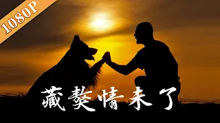 《藏獒情未了》/Tibetan Mastiff Bento  请自备纸巾，狗狗舍命相救却遭主人遗弃 （侯军 / 李明益）|世界第一部人与巨犬藏獒的影视作品 Drama