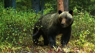 Have you heard these noises from a grizzly bear?  You may be too close!