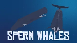 10 Interesting Facts About Sperm Whales