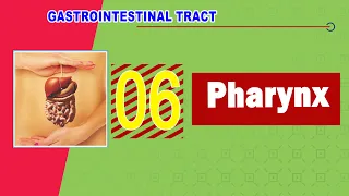 06. Pharynx