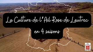 La Culture de l'Ail Rose en quatre saisons