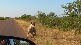 SOUTH AFRICA hyenas, buffaloes and elephants, Kruger n.p. (14 April 2019)