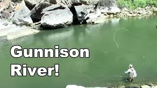 Gunnison River Colorado - Fly Fishing Tailwater of the Blue Mesa Reservoir - McFly Angler Episode 27