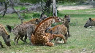 Hyenas prey on a giraffe and the lion is attacking