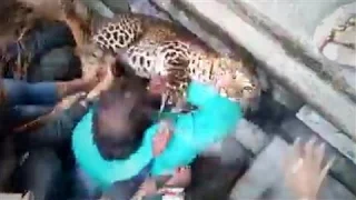 Wild Leopard Causes Chaos in India