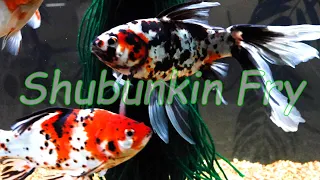 AAA Show Quality Shubunkin Goldfish FRY