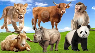 Wild Animal Sounds In Peaceful: Goat, Monkey, Panda, Rhinoceros, Buffalo, Cougar - Cute Baby Monkeys