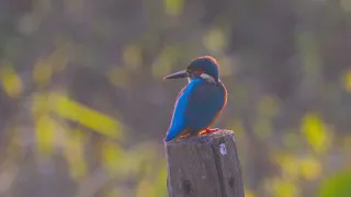 Alcedo 翠鸟Canon R5+RF100-500mm F4.5-7.1 L IS USM +RF1.4X