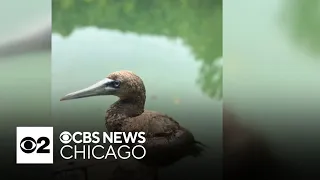Feathers ruffled in Indiana as rare Brown Booby bird sighting at state park