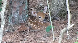 DID YOU KNOW THAT DEER LEAVE THEIR FAWNS UNATTENDED ALL DAY? Deer Fawn Update; Was it abandoned?