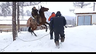 Как обучают молодого коня