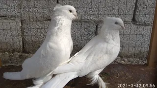 Асака кабутар бозор бугун зор булди #pigeons,doves, Голуби, Андижанские голуби
