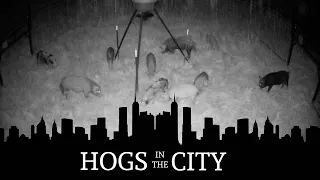 JAGER PRO® TV | URBAN HOG CONTROL: WHOLE SOUNDER SUCCESS IN 82 HOURS