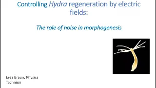 Controlling Hydra regeneration by electric fields: the role of noise in morphogenesis