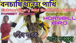 বনচাষি ধনেশ পাখি/Extraordinary Bird In The World - Hornbill Bird/Beautiful Wild Bird