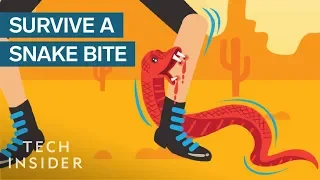 How To Survive A Snake Bite