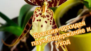 Брассия орхидея-паук   уход  в домашних условиях , виды с фото
