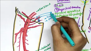 Femoral Artery Anatomy | Origin | Branches | Clinical